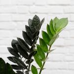 Zz Plant - Raven - Large - 23CM Nursery Pot