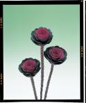 Kale Crane Red - 25 Raw Seed