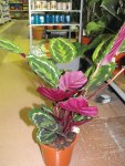 Calathea Roseopicta Medallion Seedlings - 3 Plug Plants