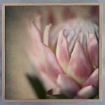 Protea Still Square 2 Art Print - 60 X 60CM Framed Canvas With Natural Wood Frame
