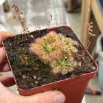 Pygmy Sundew Drosera Omissa X Pulchella - Small To Medium Plant. 7.5CM Plastic Container.