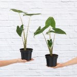 Alocasia Zebrina - 19CM Nursery Pot Stunning XL Plants