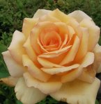 Marist Gold Rose 5LT