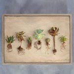 Succulent Study 9 Art Print - A0 Framed Canvas With Natural Wood Frame