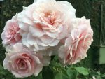 Odette Rose 5LT