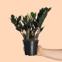 Zz Plant - Raven - Large - 19CM Nursery Pot