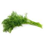 Dill 12CM Pot