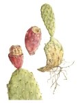 Opuntia Ficus-indica 1 Art Print - A2