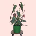 Polka Dot Begonia - Large - In A Forest Green Migo Planter A Grade