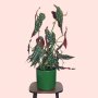 Polka Dot Begonia - Large - In A Forest Green Migo Planter A Grade