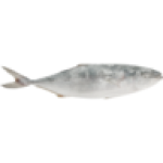 Frozen Whole Yellowtail Per Kg