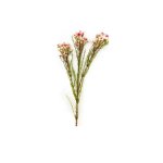 - Wax Flowers - Pink - Pack Of 6 Stems - 78CM