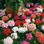 Geranium Maverick Mix Seed - 100 Coated Seed