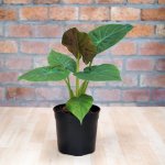 Elephants Ear - Rubra - 19CM Nursery Pot