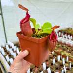 Tropical Pitcher Nepenthes 'robcantleyi X Sibuyanensis X Ventricosa ' BE-3748