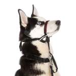 Halti Optifit Head Collar - Small