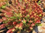 Crassula Capitella ‘red Pagoda’ 9CM Pot