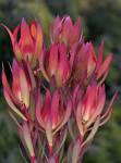 Leucadendron Amy 15CM Pot