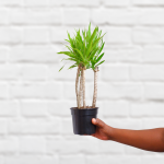 Dragon Tree - Angazi Multistem - 15CM Nursery Pot