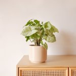 Arrowhead Plant - White Butterfly - 14CM Nursery Pot