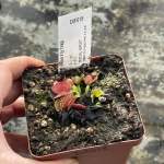 Venus Fly Trap 'bas 9.' Special Import. - Dormant Plant. 7.5CM Plastic Container.