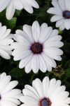 Osteospermum Akila White Seed - 100 Raw Seed