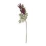 Amaranthus Stem