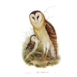 Barn Owl Art Print