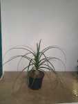 Beaucarnea Ponytail Palm 20CM Pot