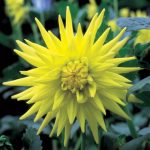 Dahlia Cactus – “yellow” Bulbs
