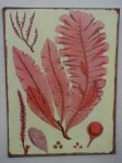 Red Seaweed Metal Plaque – 35X26CM