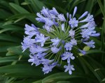 Agapanthus Praecox Blue 10LT