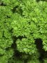 Parsley Champion Moss Curled Seed - 500 G Raw Seed