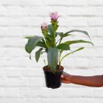 Siam Tulip - Pink - 14CM Nursery Pot