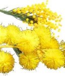 Mimosa ABSOLUTE OIL - 50 Ml