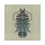 Soldier Beetle Art Print - 30CM X 30CM / Fine Art Print