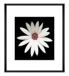 Modern Flower Photography 1 Framed Print 600 X 600