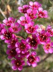 Geraldton Wax ‘ninas Delight’ 15CM Pot