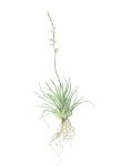 Aloe Bowiea Art Print - A1
