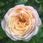 Olga Bothongo Rose 5LT