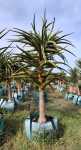 Aloidendron Barberae 250LT Tree Small