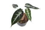 Alocasia Amazonica Bambino Seedlings - 3 Plug Plants
