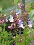 Salvia Chamelaeagnea White 15CM Pot
