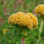 Celosia Chief Gold - 1000 Raw Seed