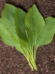 Marog Seed - 20 G Raw Seed