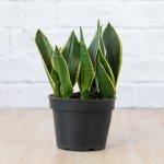 Mother In Law's Tongue - Black Gold - In 14CM Nursery Pot
