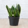 Mother In Law's Tongue - Black Gold - In 14CM Nursery Pot