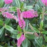 Click & Plant Online Nursery
