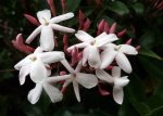 Jasminum Polyanthemum 23CM Pot Staked
