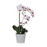 White & Pink Potted Orchid